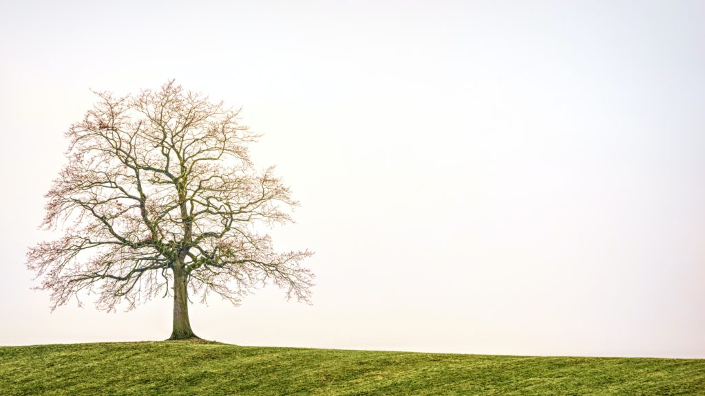 Picture of a tree